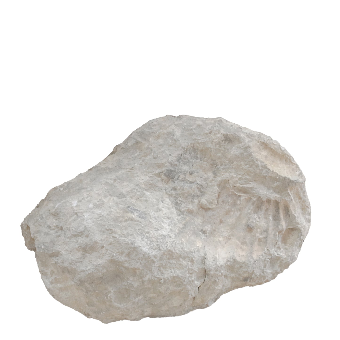 Ammonite (Probable Perisphinctid Lineage), Isolated Coiled Shell Fossil, Calcite-Replaced Marine Invertebrate with Partial Matrix Retention