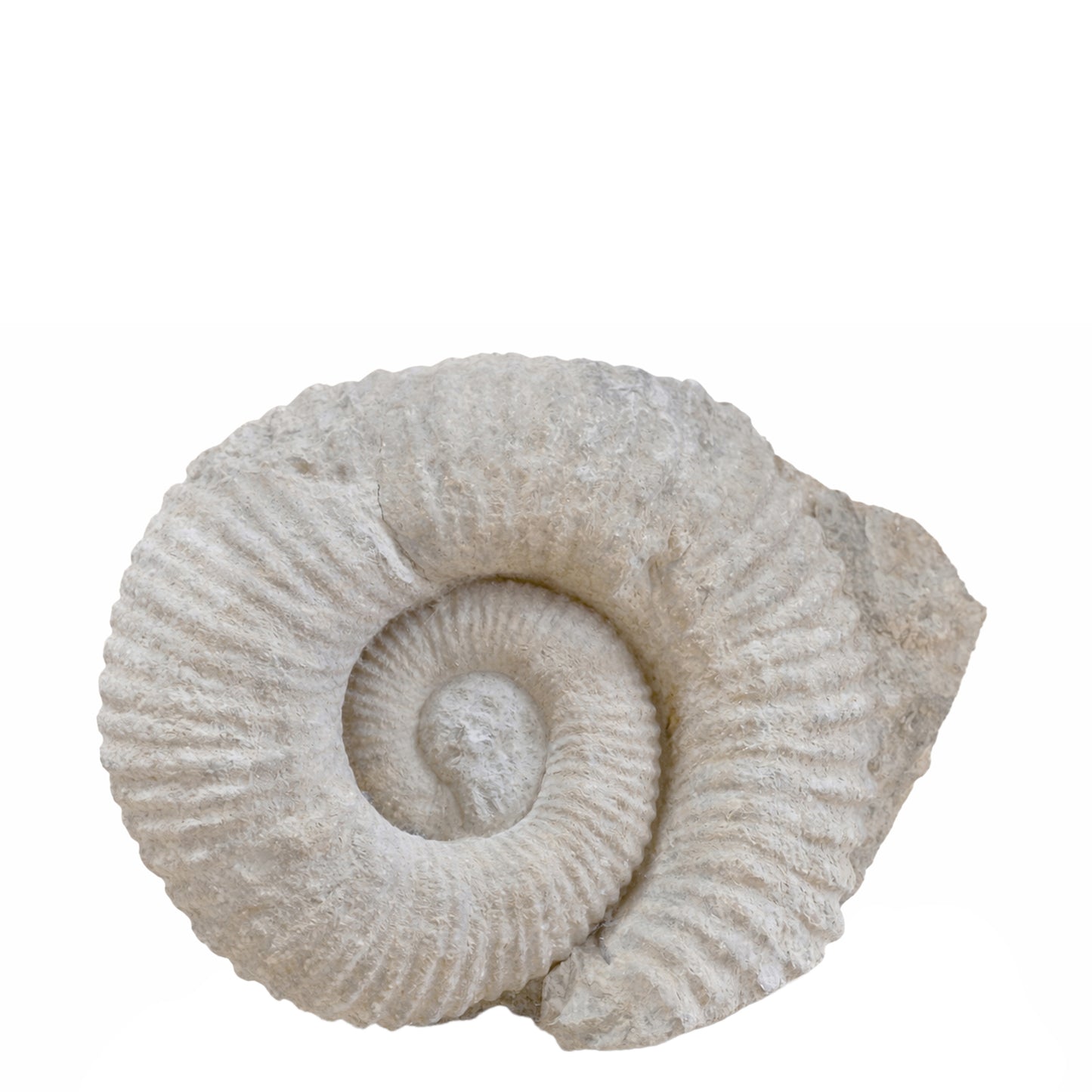 Ammonite (Probable Perisphinctid Lineage), Isolated Coiled Shell Fossil, Calcite-Replaced Marine Invertebrate with Partial Matrix Retention