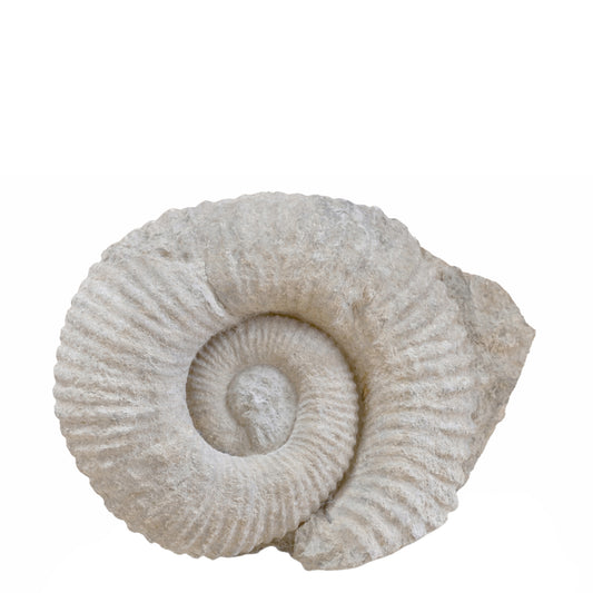 Ammonite (Probable Perisphinctid Lineage), Isolated Coiled Shell Fossil, Calcite-Replaced Marine Invertebrate with Partial Matrix Retention