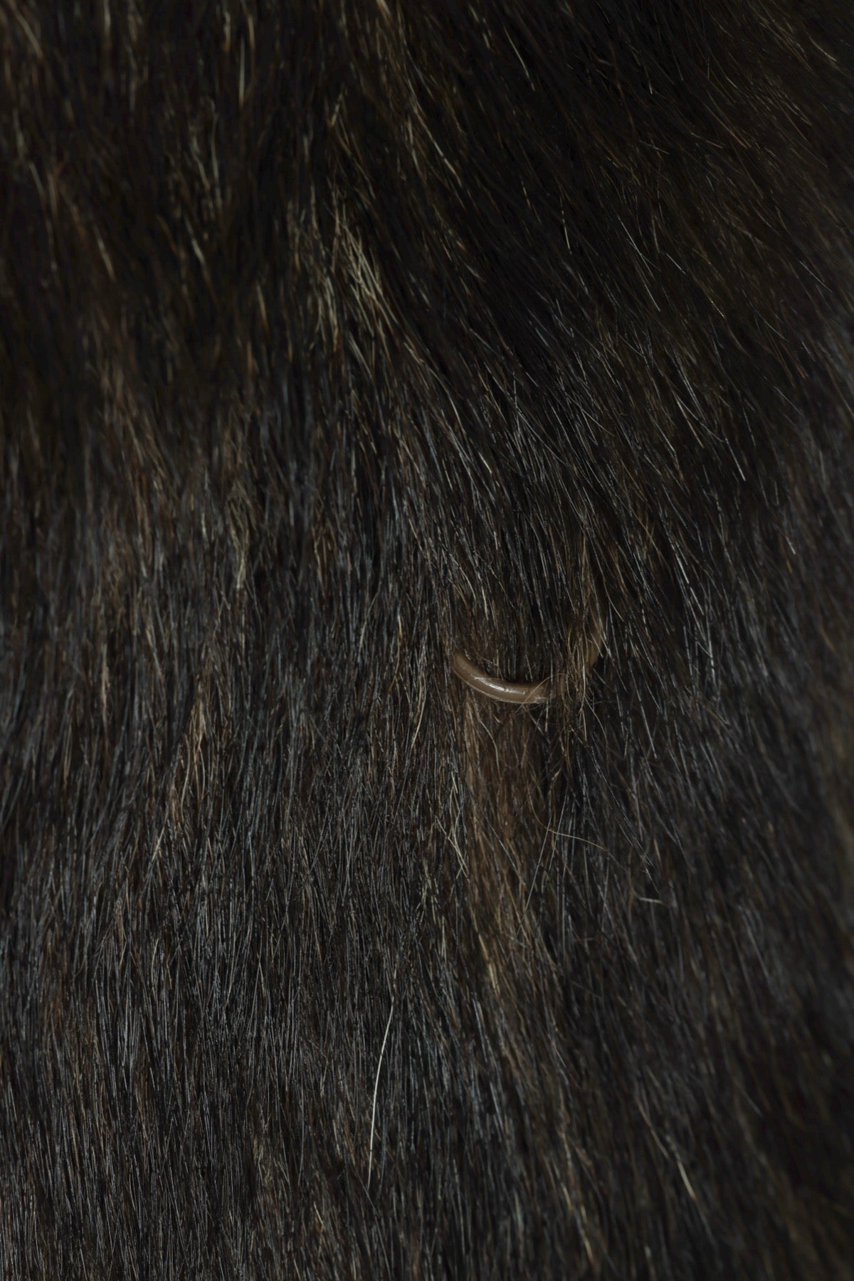 Vintage, 1980s, Asiatic Raccoon Fur